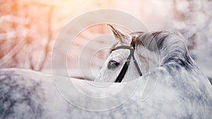 Portrait of a gray sports horse in the winter