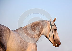 Portrait of a gray stallion on the sky background