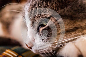 Portrait of a gray striped cat with green eyes under the lights with a blurry background