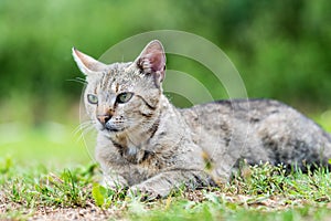 Portrait of gray striped domestic male cat lie down