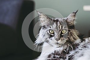 Portrait of a gray tabby angora cat of main coon breed