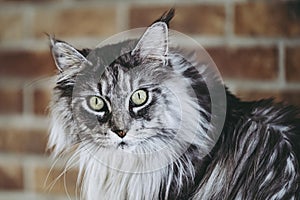 Portrait of a gray tabby angora cat of main coon breed