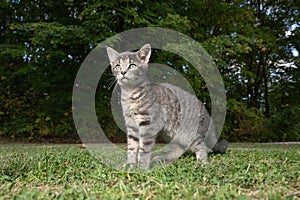 Portrait of gray tabby cat