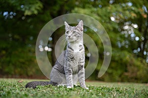 Portrait of gray tabby cat