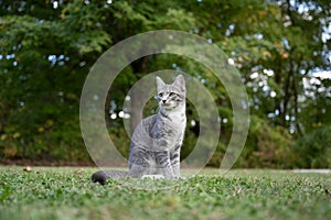 Portrait of gray tabby cat