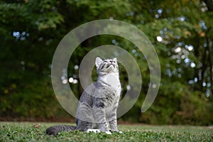 Portrait of gray tabby cat