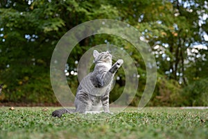 Portrait of gray tabby cat