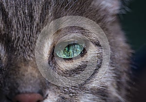 Portrait of a gray tabby cat with green eyes and pink nose. Focus on the beautiful green cat`s eye. Only half the face of the cat