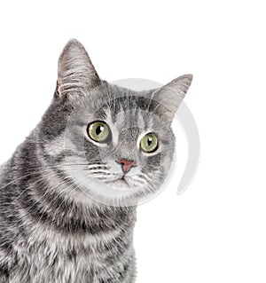 Portrait of gray tabby cat on white background