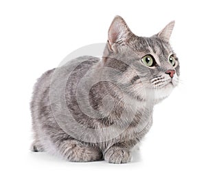 Portrait of gray tabby cat on white background