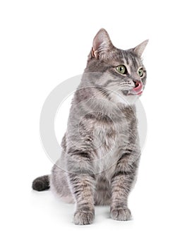 Portrait of gray tabby cat on white background.