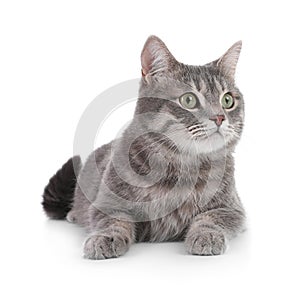 Portrait of gray tabby cat on white background