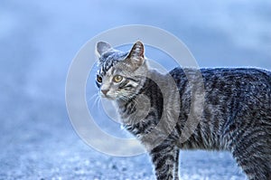 Portrait of a gray tabby kitten on a blue background
