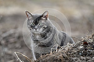 Portrait of a gray Taby house cat photo