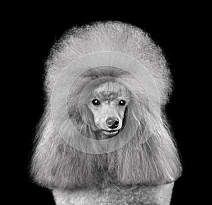Portrait of gray toy poodle