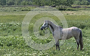 Portrait of a gray-white beautiful horse with his head raised on a green meadow