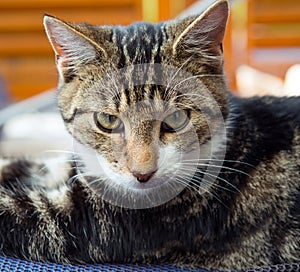 Portrait of a gray and white cat