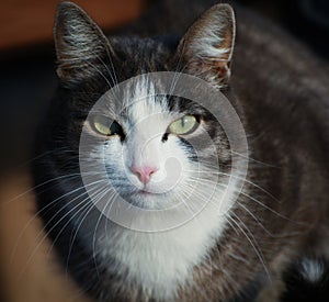 portrait of gray and white cat