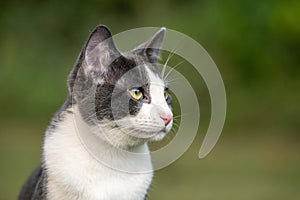 Portrait of gray and white cat