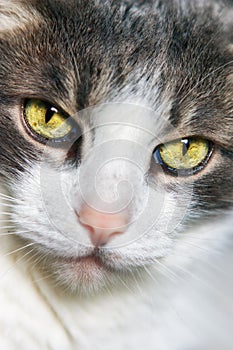 Portrait of a gray and white cat