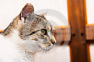 Portrait of a gray and white cat