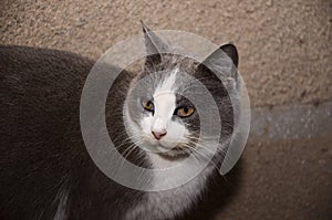 Portrait of a gray with a white cat, big, beautiful yellow eyes