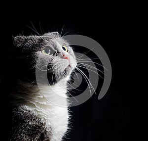 portrait of a gray and white cat on a black background studio
