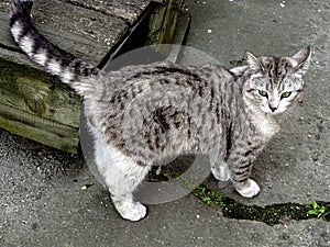 Portrait of a gray-white cat with bright green eyes in the garden