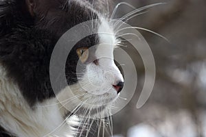 Portrait of a gray-white cat close-up, bokeh background