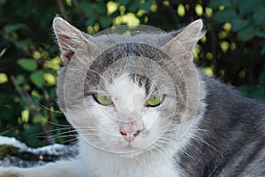 Portrait of a gray-white cat with green eyes