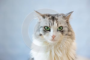 Portrait of a gray-white cat with green eyes