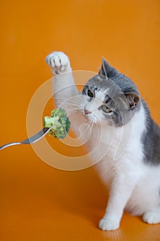 Portrait of a gray white cat playing with  broccoli