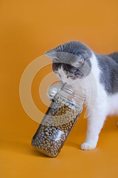 Portrait of a gray white cat playing with  her food
