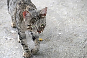 Portrait of a gray-white cat walking on the road