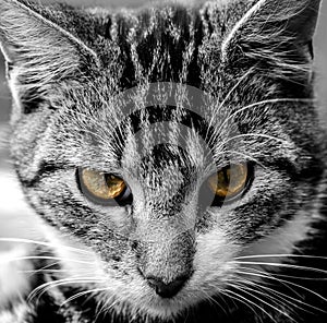 Portrait of a gray and white cat with yellow eyes