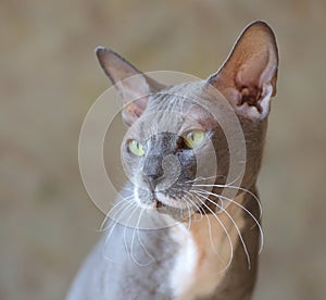Portrait of a gray with a white chest of a green-eyed sphinx cat