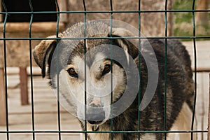 Portrait of gray white mutt with intelligent brown eyes from shelter behind fence of cage close up. Sad lonely dog