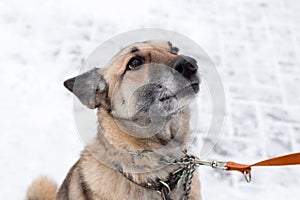 Portrait of gray and white short-haired mongrel dog with collar and leash on a background of snow
