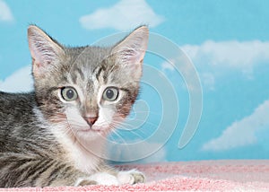 Portrait of a gray and white tabby kitten