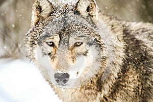 Gray wolf in winter