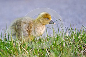 Portrait of a graylag goose chick