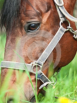 Portrait of grazeing bay horse. close up