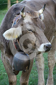 Portrait of a grazing alpine gray cow