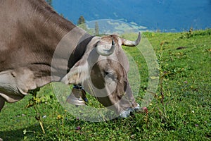 Portrait of a grazing brown milker with cowbell