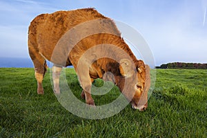 Portrait of grazing cow