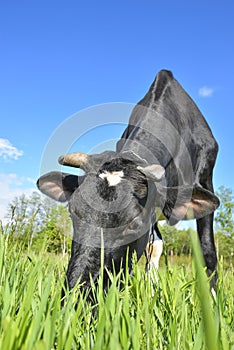 The portrait of grazing cow on the background of farm field