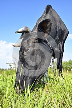 The portrait of grazing cow on the background of farm field