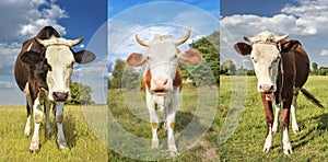 Portrait of grazing cows on the green field. Collage