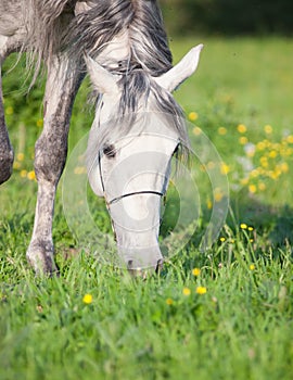 Portrait of grazing grey arabian horse