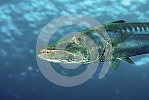 Great Atlantic Barracuda hunting in open water